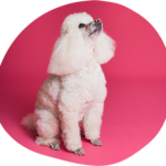 Mobile Pet Grooming Sensations: Services You May Enjoy